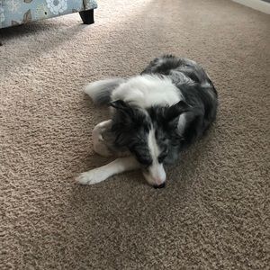 Meet your Posher, Joe